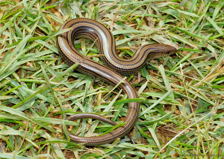 Chalcides chalcides/Luscengola, fienarola